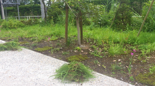 ８月７日　雑草取り