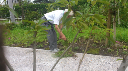 ８月７日　雑草取り