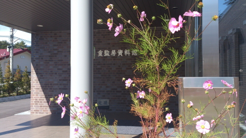 名残のコスモスの花