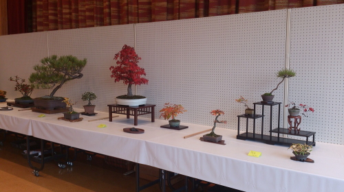 盆栽会々員の皆さんが丹精込めて育てた作品