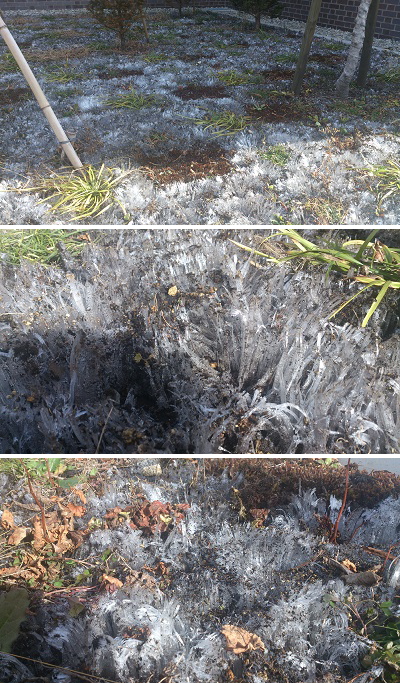 この日は冷え込みが厳しく一日中霜柱が消えませんでした